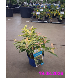 Leucothoe walteri 'Rainbow' C 2 L